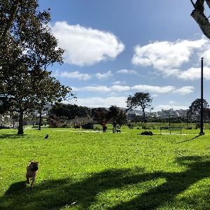 Balboa Park Dog Play Area
