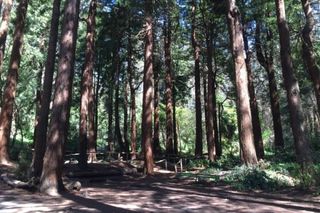 Stern Grove Dog Play Areas