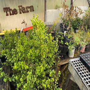 Cây bản địa sẵn sàng để trồng