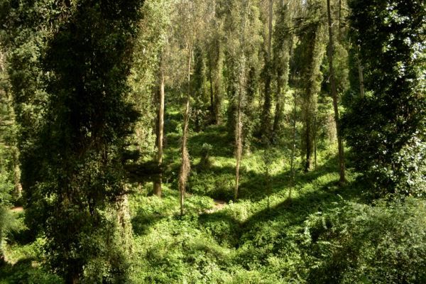 Sendero del Cinturón Verde Interior