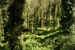Interior Greenbelt Trail