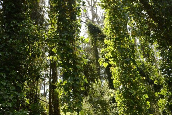Luz del sol que brilla entre los árboles