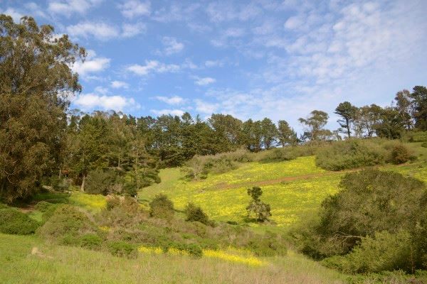 Hillside with trees and foliage