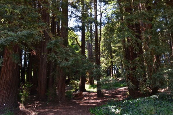 Redwood trees