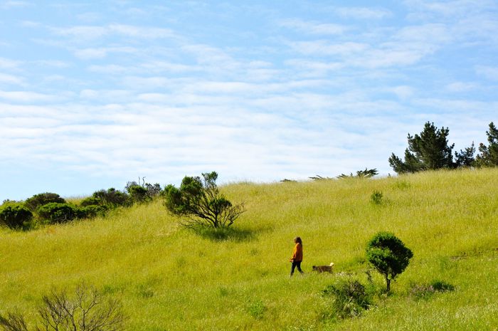Dog and owner walking in grass under a blue sky