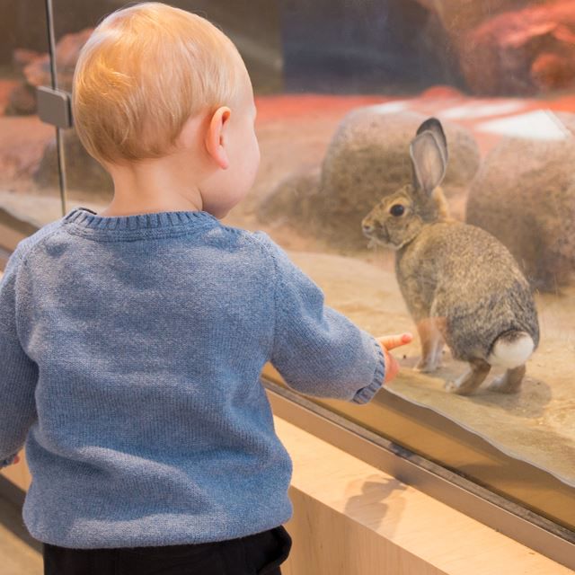 Little boy looking at a rabbit in an enclosure