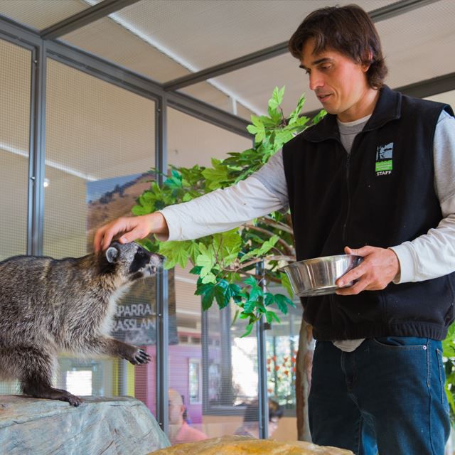 Man feeding and petting a raccoon