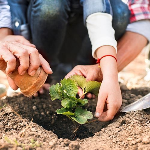 People gardening