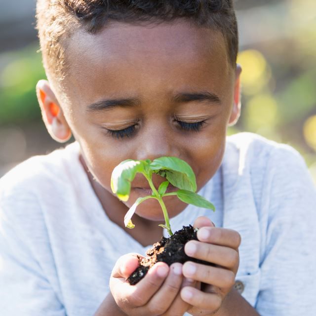 Little boy smelling a fragrant plant