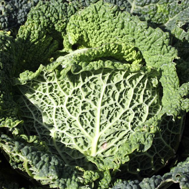 Kale