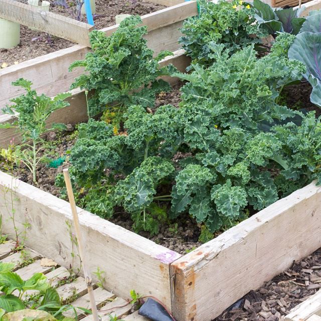 Plants in a raised garden box