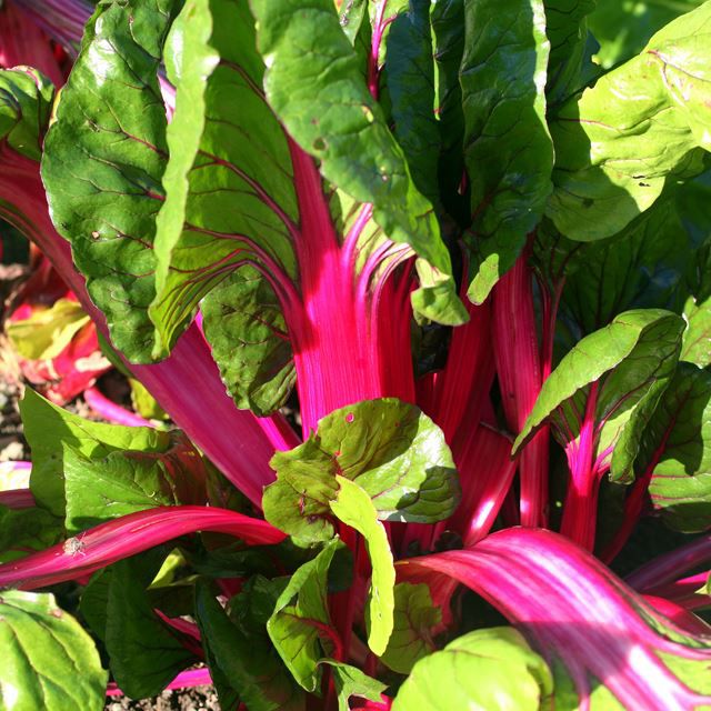 Rhubarb