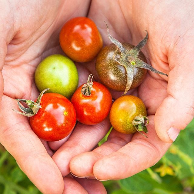 Handful of small tomatoes