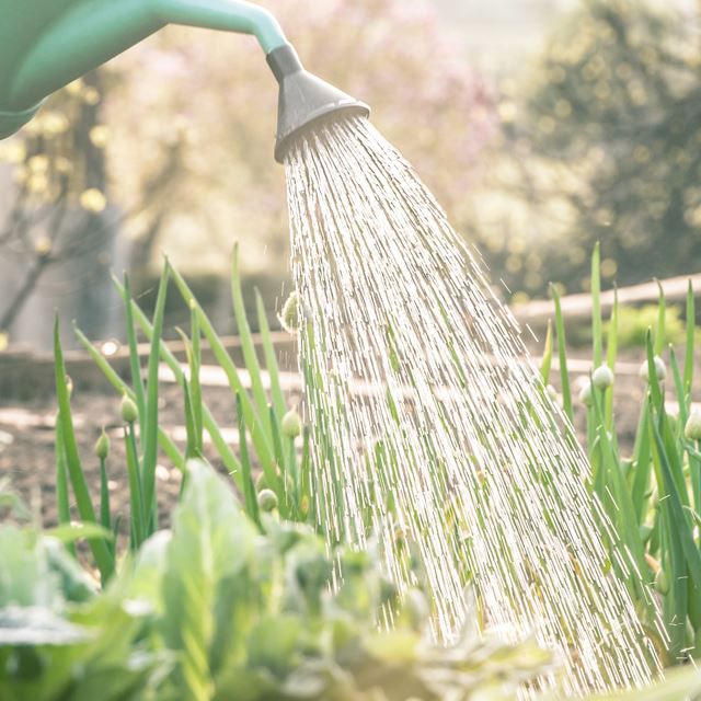 Watering a garden