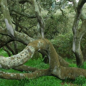 Remnants of native coast live oak woodlands in the park