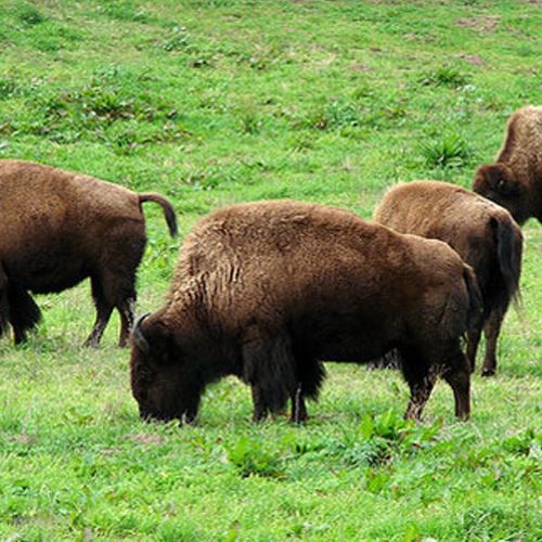 Bison grazing in a meadow