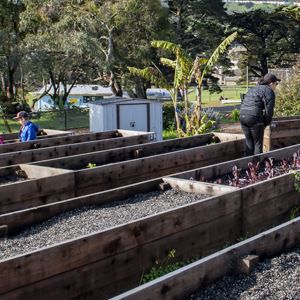 community garden