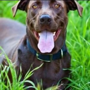 Brown Dog in Grass