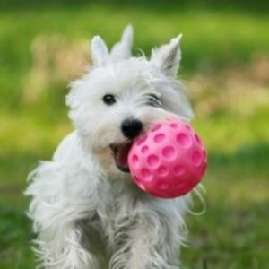 Perrito blanco con una pelota rosada